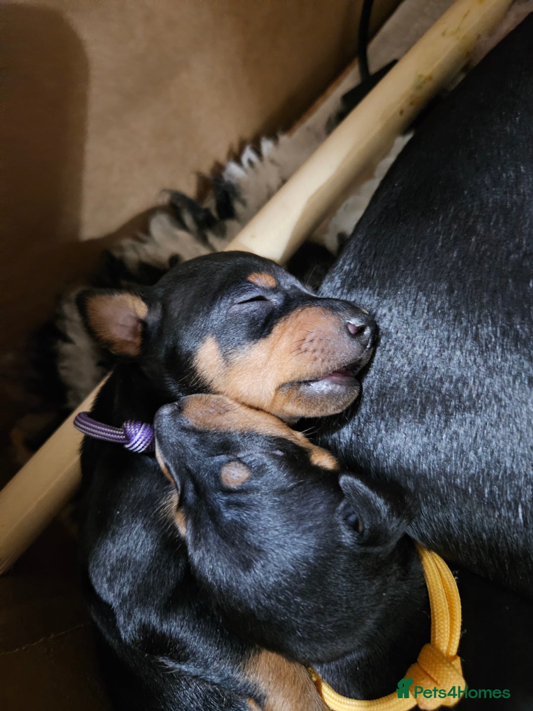 English Toy Terrier dogs for sale: Grayswish English toy terriers - Advert 9