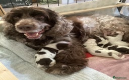 Cocker Spaniel dogs for sale: F1 Show Cocker Spaniels - Image 2