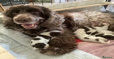 Cocker Spaniel dogs - Advert 2