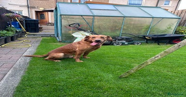 Labrador Retriever dogs Fox red Labrador puppies  - Advert 5