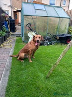 Labrador Retriever dogs Fox red Labrador puppies - Advert 2