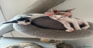 Peterbald cats - Advert 3