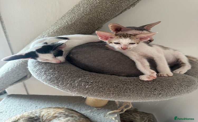 Peterbald cats - Advert 1