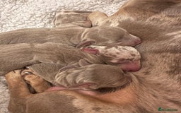 Miniature Dachshund dogs for sale: kc miniature dachshunds  - Image 8