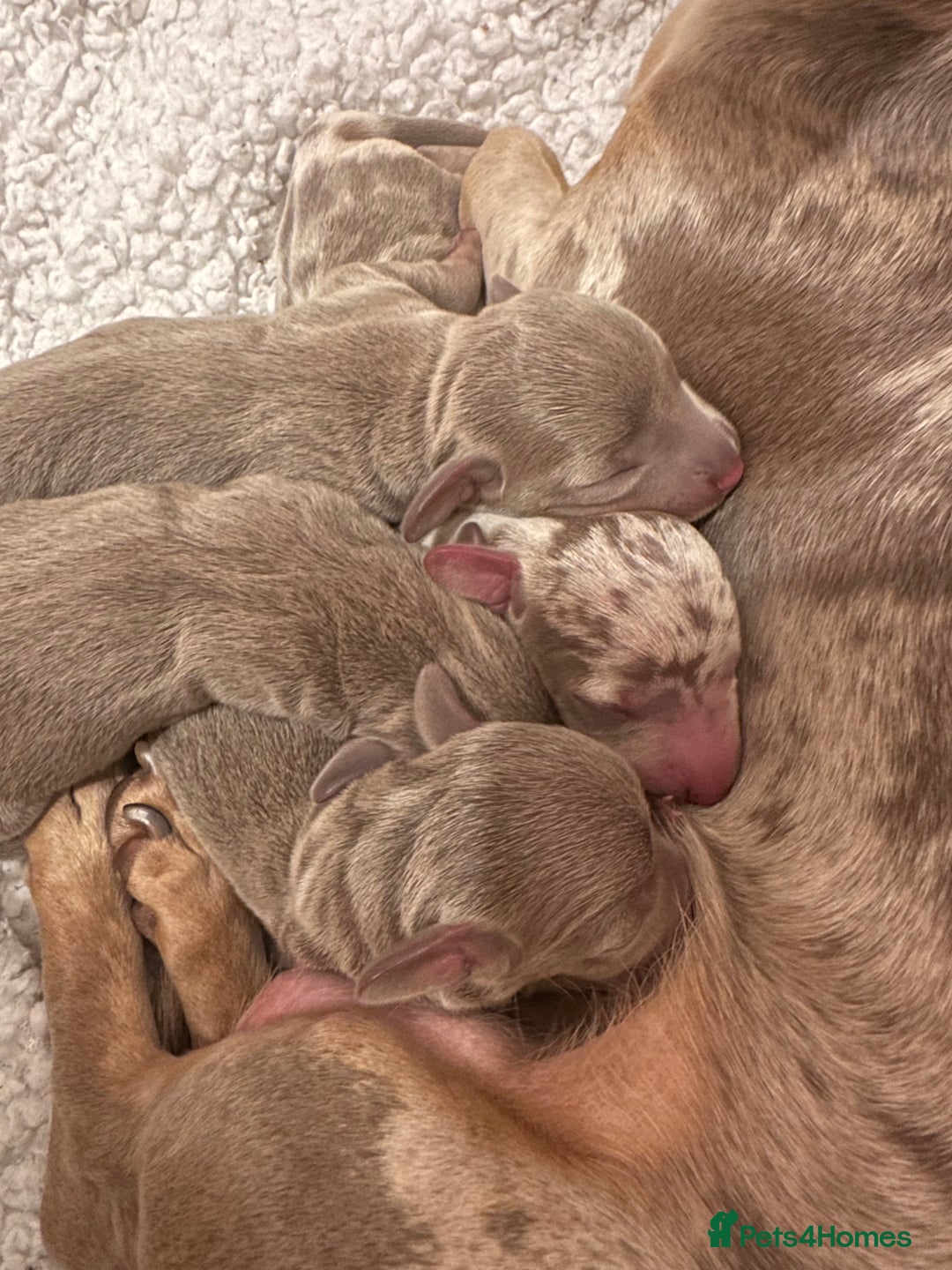 Miniature Dachshund dogs for sale: kc miniature dachshunds  - Image 8