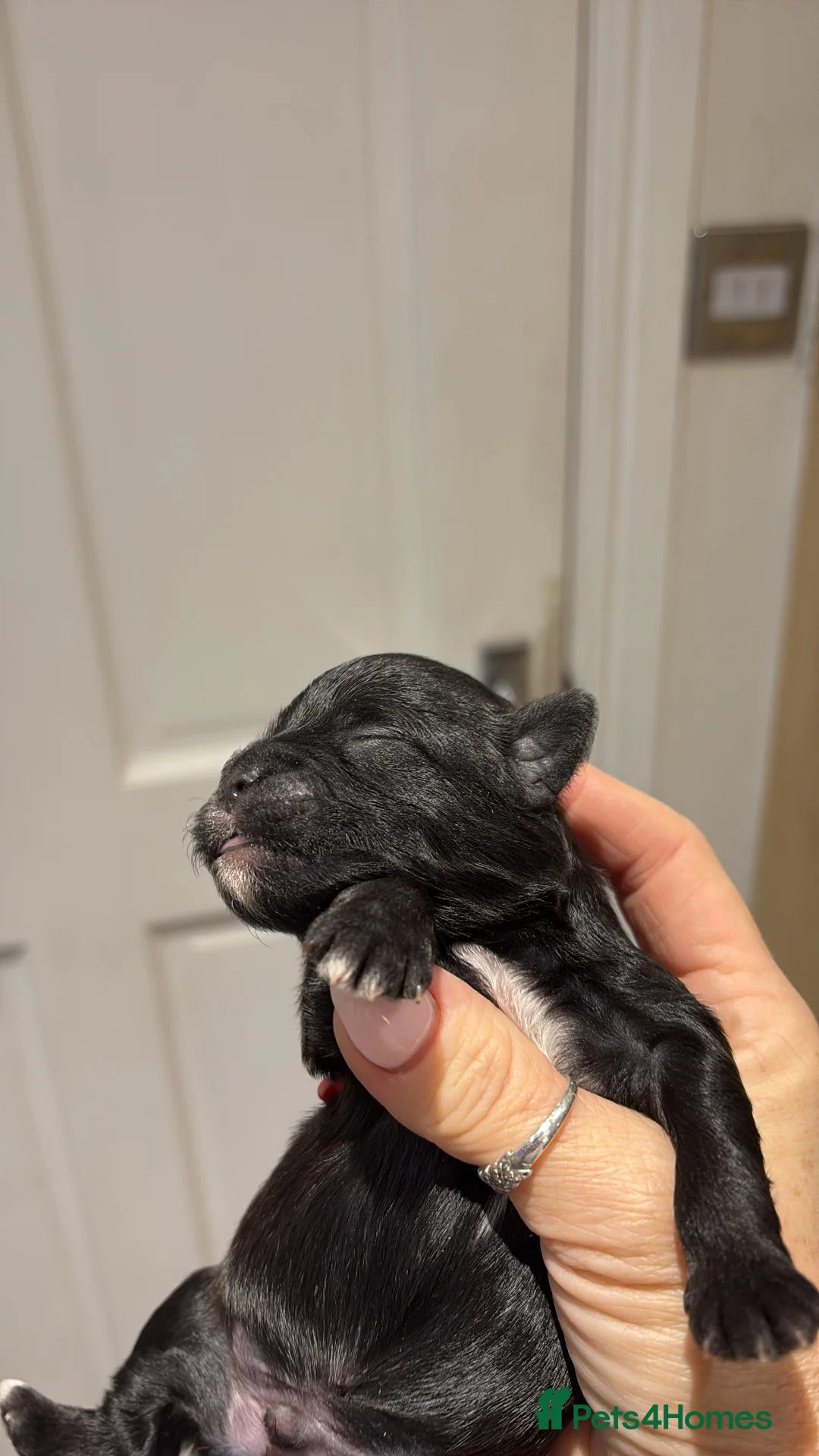 Shihpoo dogs for sale: Shihpoo f1 puppies  🩷🩷 - Advert 14