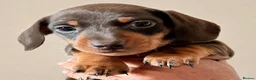 Miniature Dachshund dogs for sale: Licensed. Min smooth, kc/pra clear ready 25/5  - Advert 27