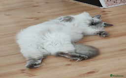 Ragdoll cats for sale: *Ragdoll Girl for sale!* - Image 6