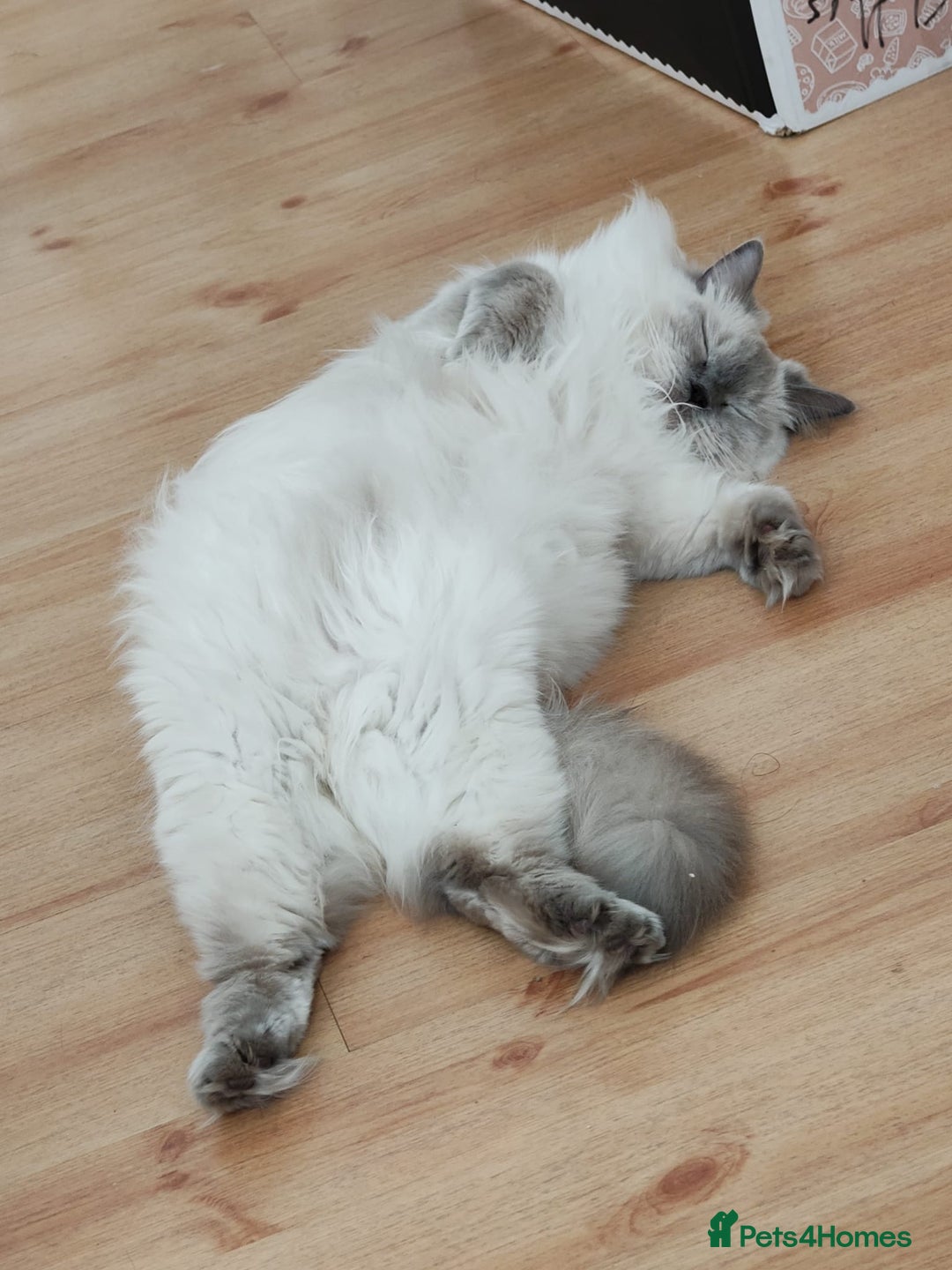 Ragdoll cats for sale: *Ragdoll Girl for sale!* - Image 6