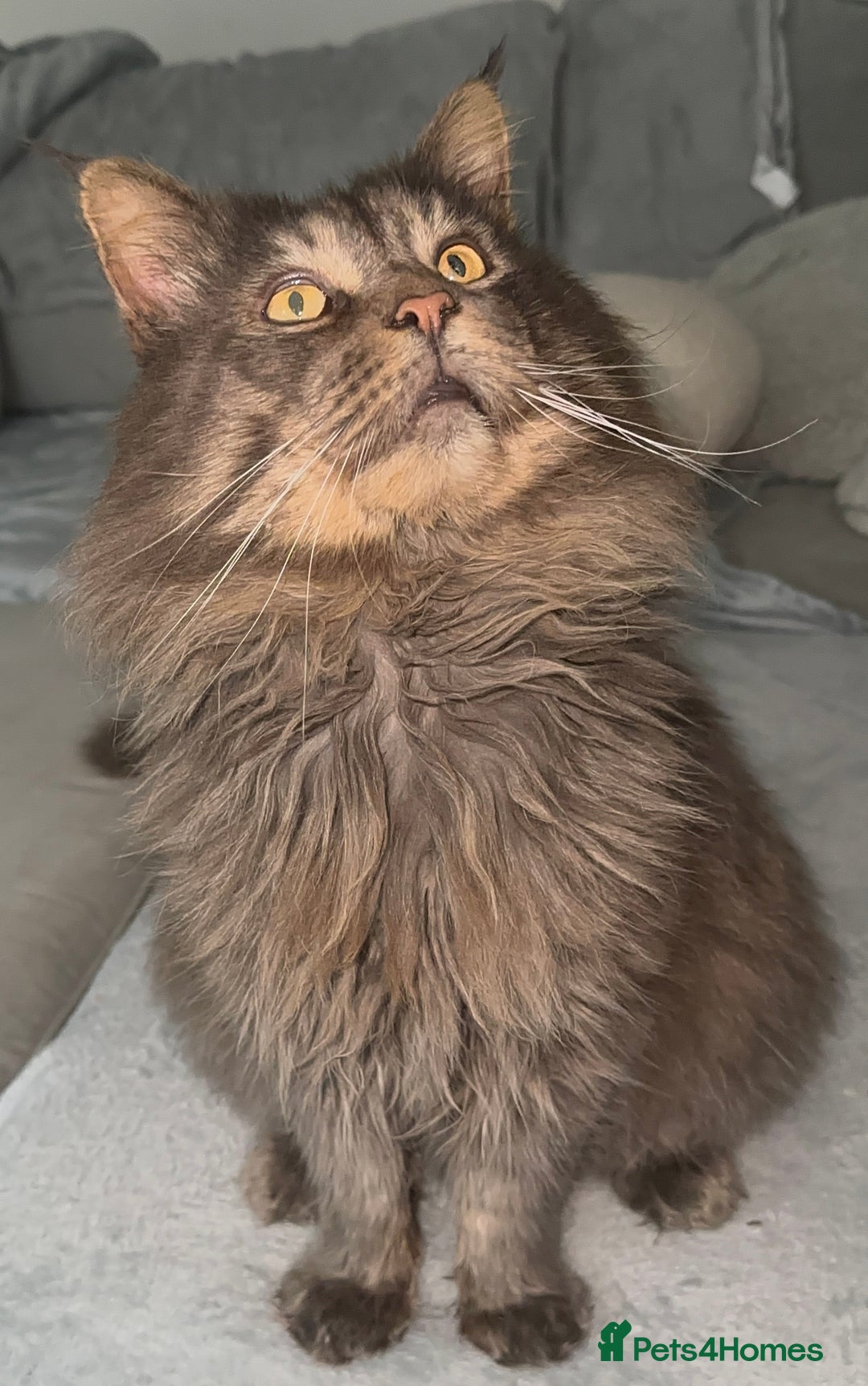 Maine Coon cats for stud: TICA Active Champion male STUD - Advert 16