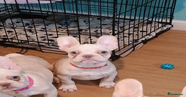 French Bulldog dogs - Advert 12