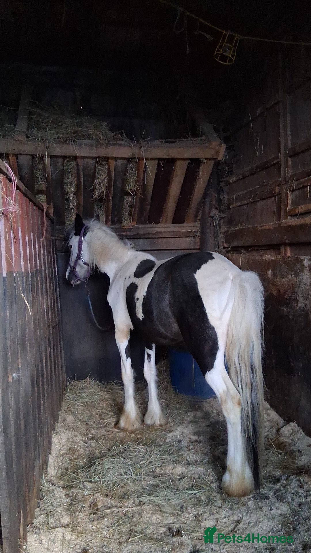 Irish Cob horses for sale: 3 year old gelding  - Advert 2