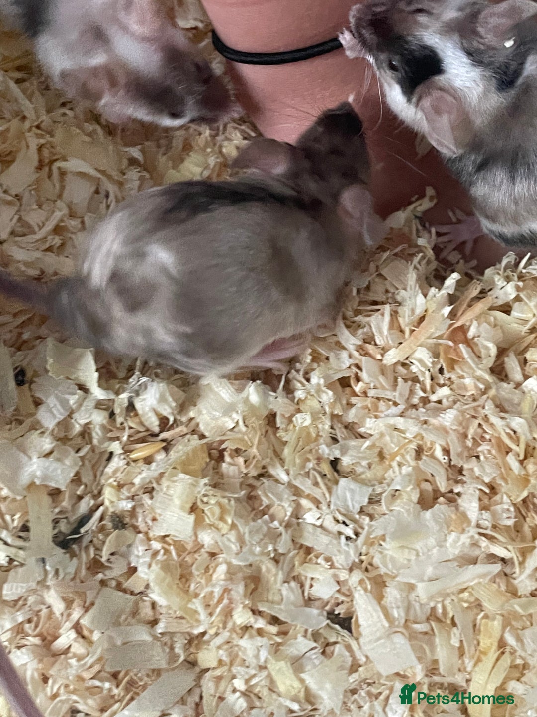 Mouse rodents for sale: Beautiful fancy mice ready now - Image 13