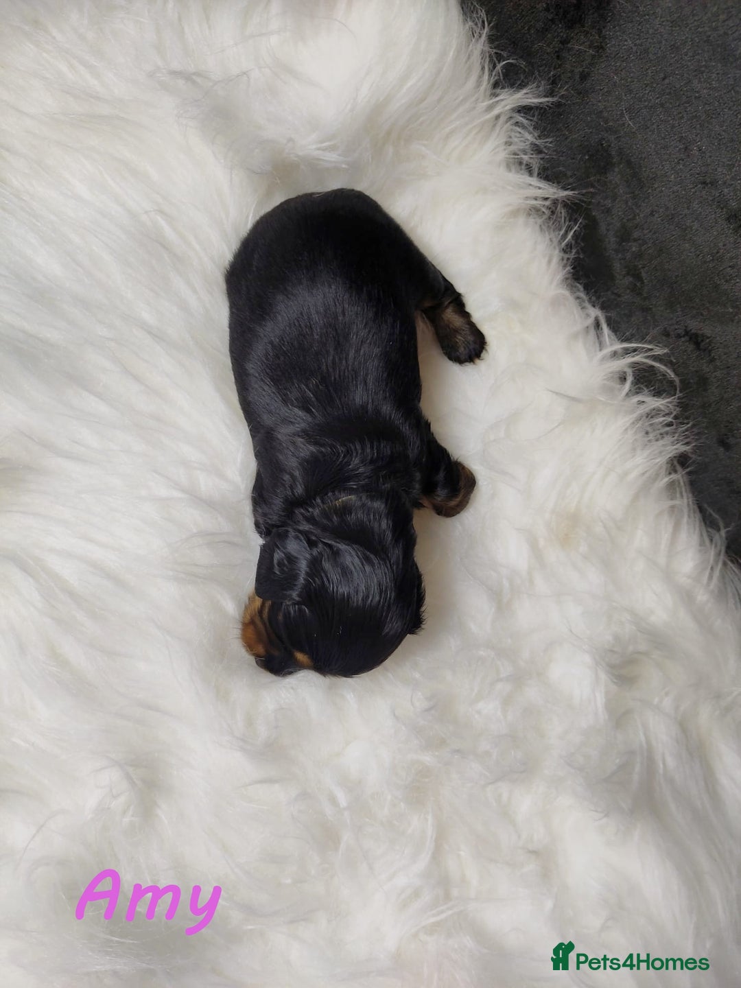 Miniature Dachshund dogs for sale: KC Health tested Licensed breeder 12 years exp - Image 6
