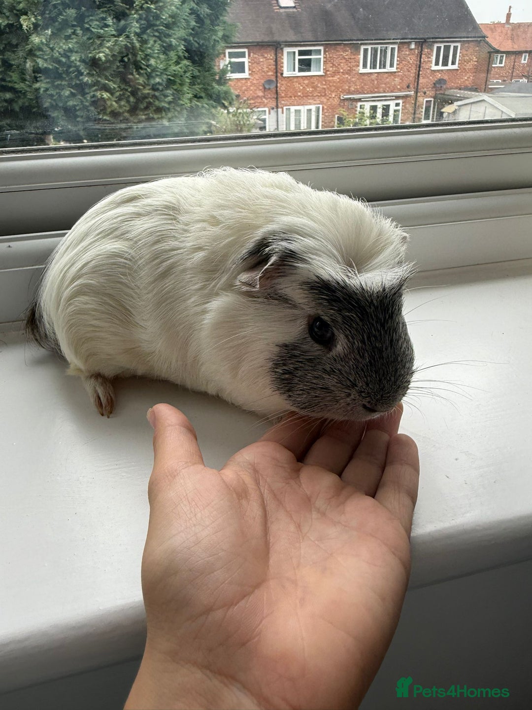 Guinea Pig rodents for sale: 2 male guniepigs and cage   - Image 6