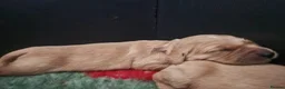 Golden Retriever dogs for sale: Kc fox red, golden & white golden-retriever puppys - Advert 20