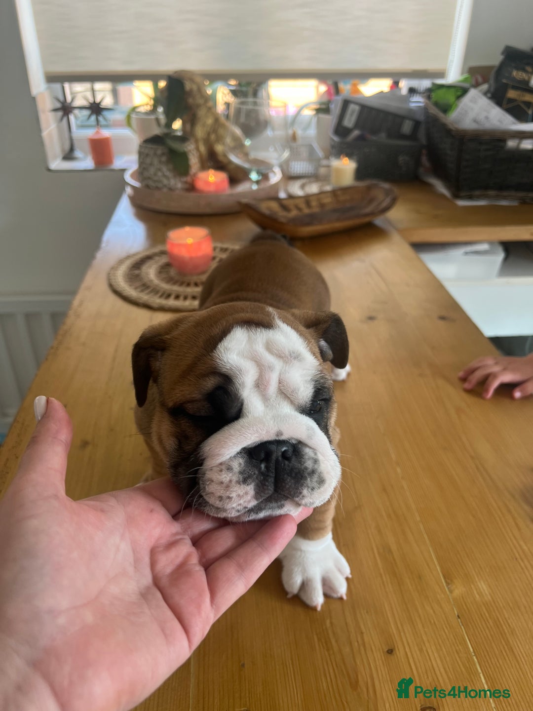 English Bulldog dogs for sale: Stunning litter of  English bulldog puppies - Image 30