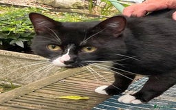 Mixed Breed cats for adoption: Buttons  - Image 3