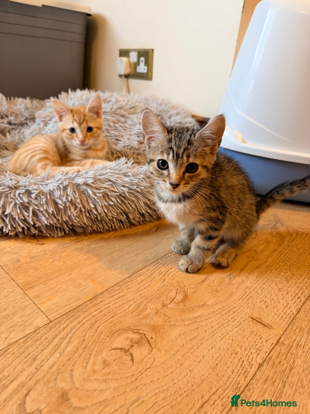 Mixed Breed cats for sale: Beautiful Kittens for sale  - Image 7