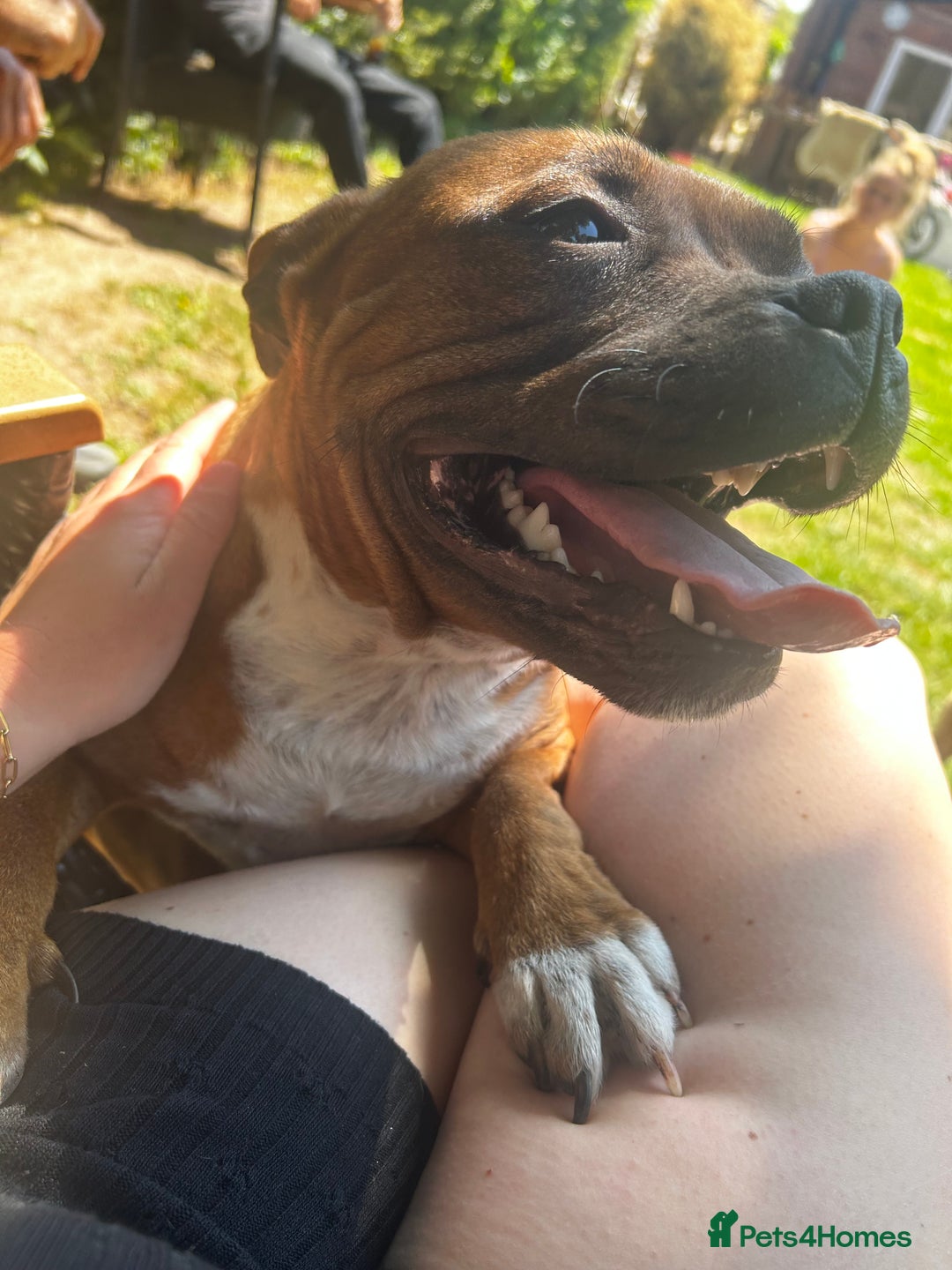 Staffordshire Bull Terrier dogs for sale: Outstanding boys ✨ - Advert 6