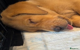 Labrador Retriever dogs for sale: Fox Red Boy  - Image 4