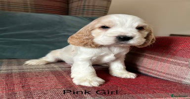 Cocker Spaniel dogs - Advert 1
