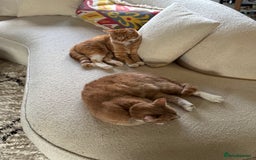 British Shorthair cats for sale: Two gorgeous young male ginger cats - Image 1