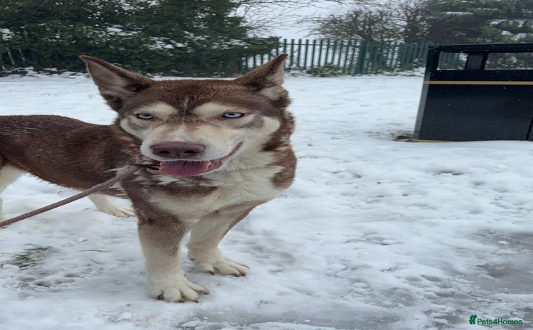 Siberian Husky dogs Siberian husky - Advert 1