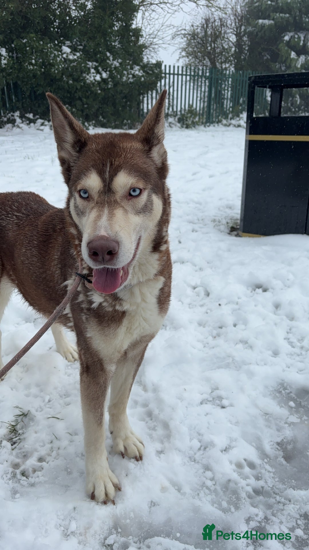 Siberian Husky dogs for sale: Siberian husky - Advert 1