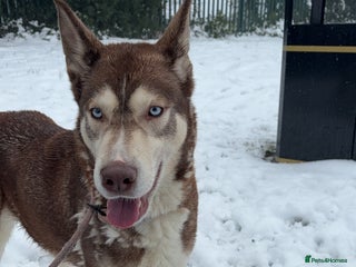 Siberian Husky dogs Siberian husky - Advert 1