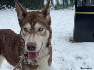 Siberian Husky dogs Siberian husky - Advert 11