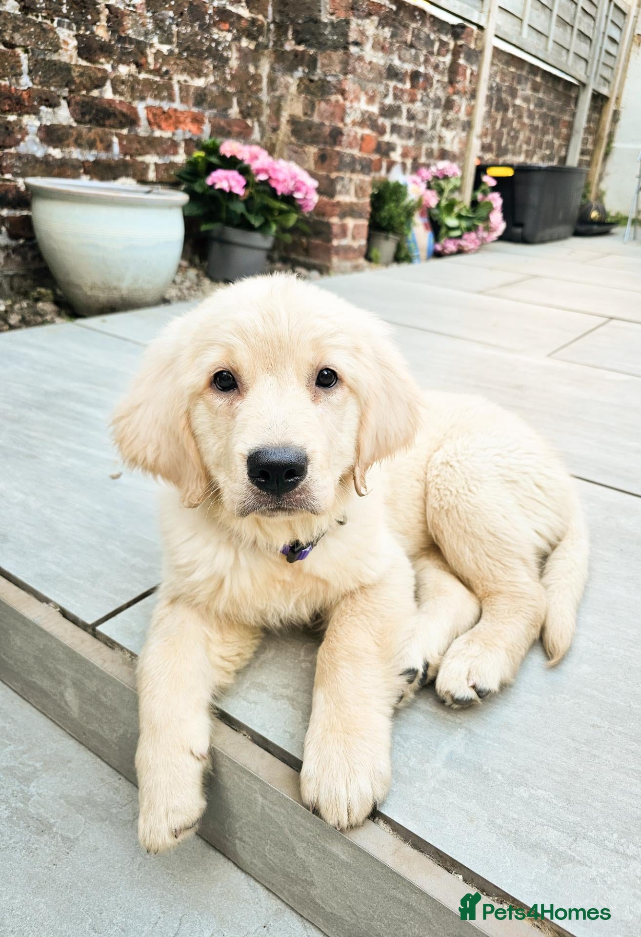 Golden Retriever dogs Golden retriever puppy  - Advert 9
