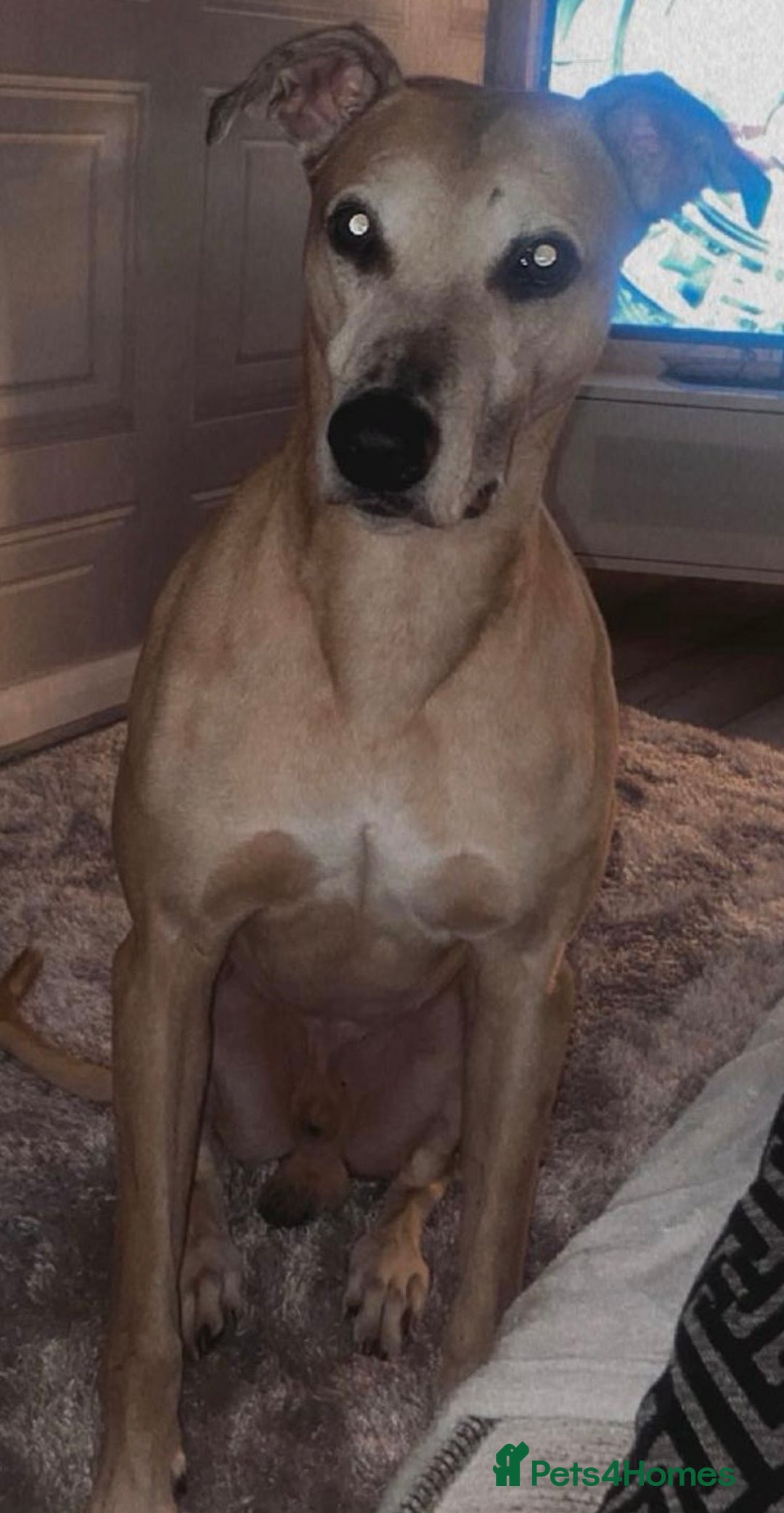 Mixed Breed dogs for sale: Dogs name bow   - Advert 3