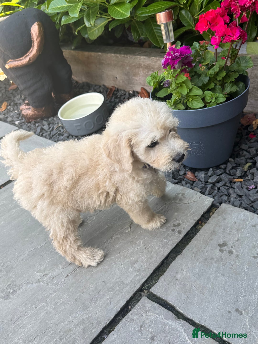 Goldendoodle dogs for sale: F1B GOLDENDOODLE PUPPIES 2 BOYS AVAILABLE  in Farnham - Image 5