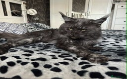 Maine Coon cats for sale: BEAUTIFUL FULL MAINE COON KITTENS AVAILABLE NOW 🐱 - Advert 24