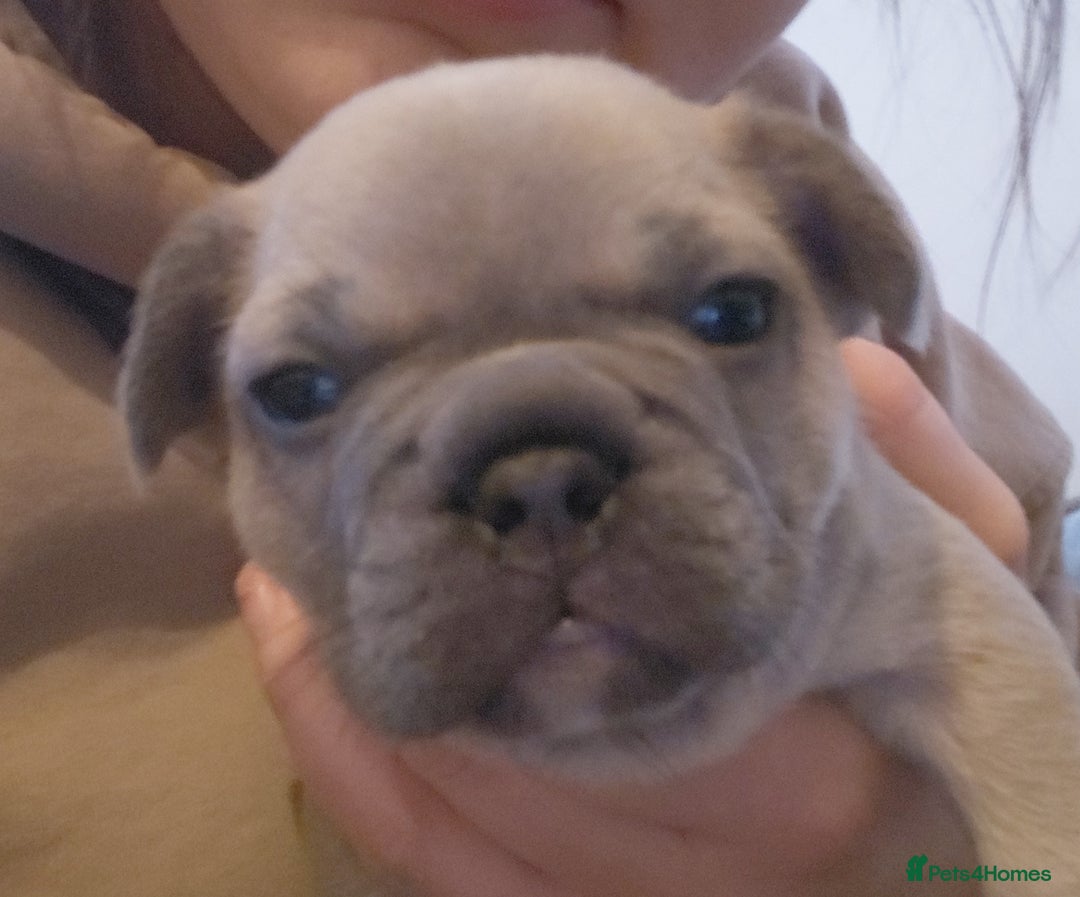 French Bulldog dogs for sale: French bulldog puppies - Advert 11