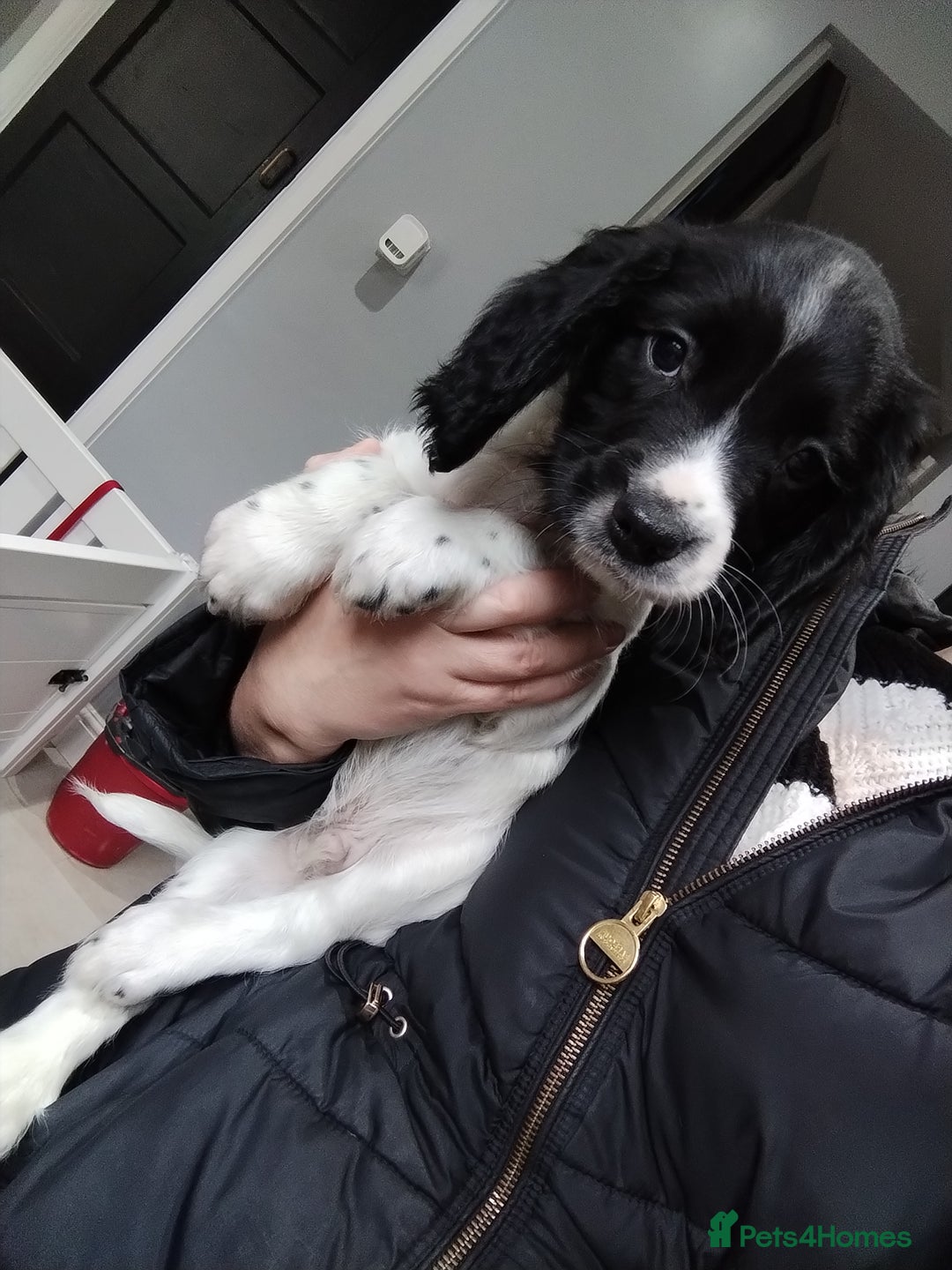 English Springer Spaniel dogs for sale: Kc registered springer spaniels ready now - Image 5
