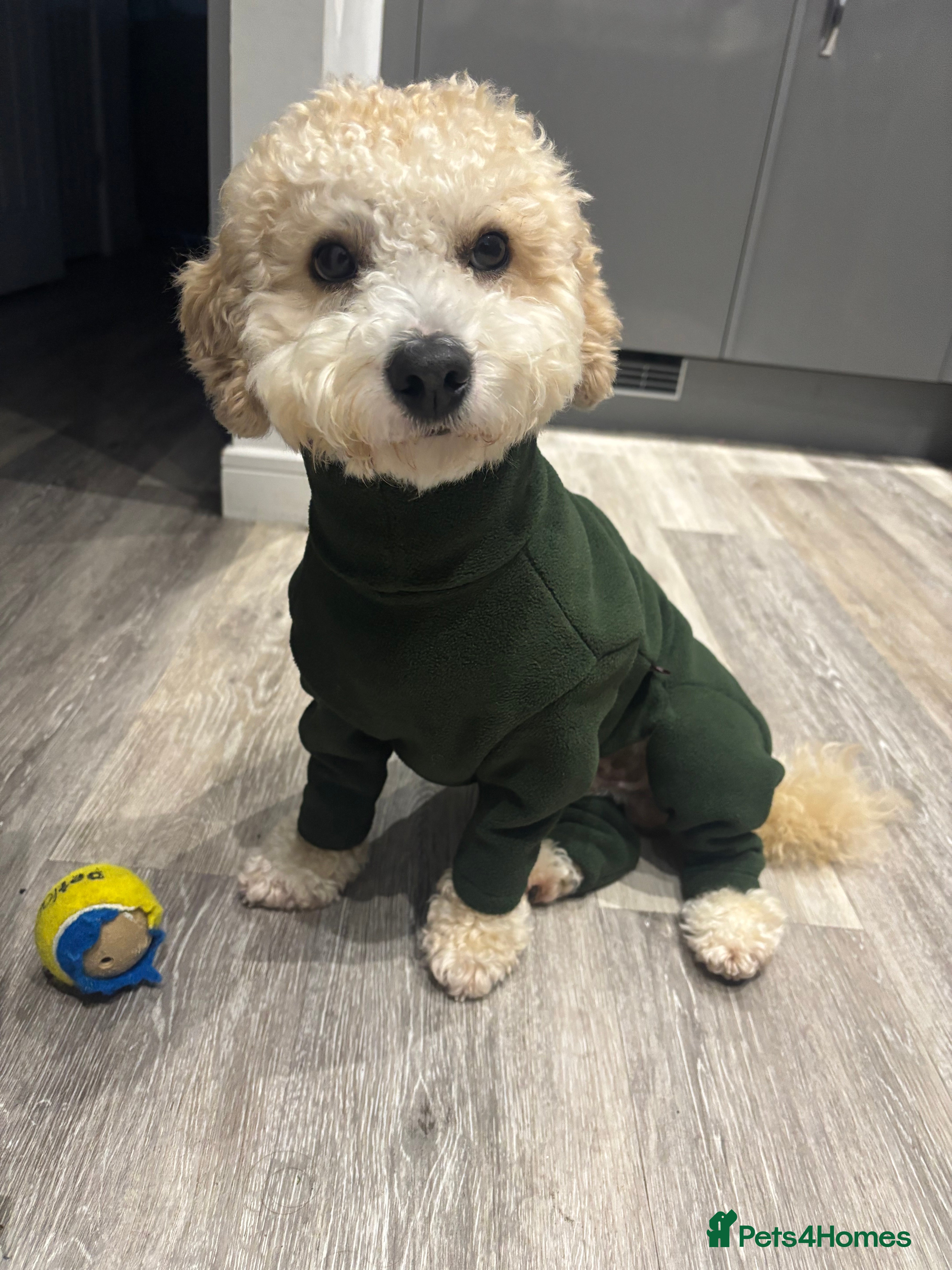 Poochon dogs Gorgeous Poochon Stud  - Advert 1