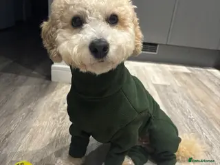 Poochon dogs Gorgeous Poochon Stud - Advert 1