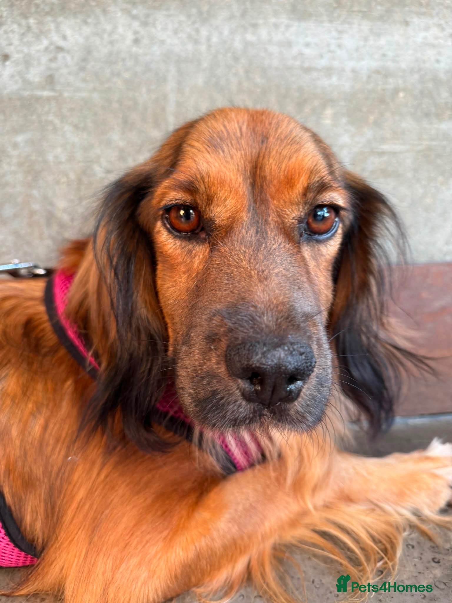 Mixed Breed dogs Beautiful Lily is looking for her forever home 🐾 - Advert 2