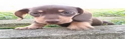 Miniature Dachshund dogs for sale: Minute smooth daschund  in Middlesbrough - Advert 3