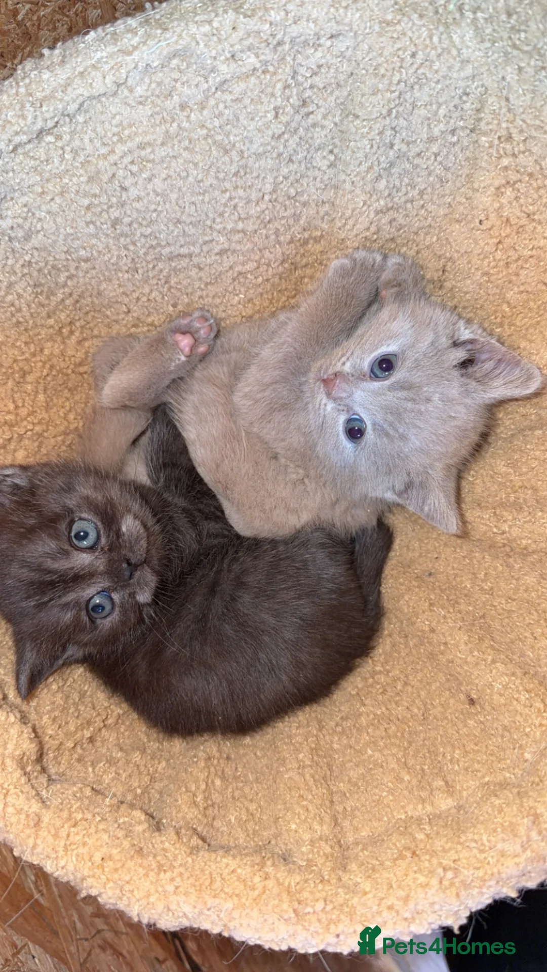British Shorthair cats for sale: British Blue Shorhair Kittens  - Advert 2