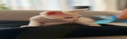 Devon Rex cats for sale: Gorgeous Devon Rex Kitten - Advert 6