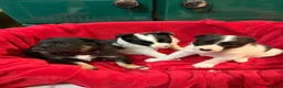 Border Collie dogs for sale: Gorgeous border collie pups - Advert 10