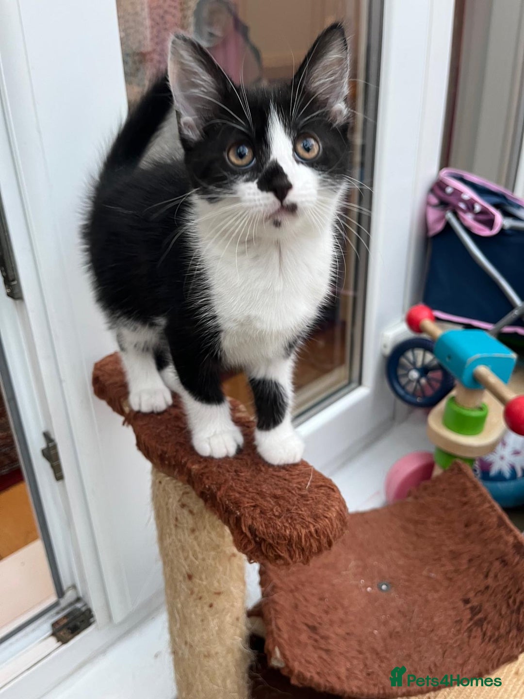 Mixed Breed cats for sale: An adorable kitten  - Image 5