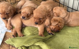 Labrador Retriever dogs for sale: Gorgeous Red Labrador Pups - Image 7
