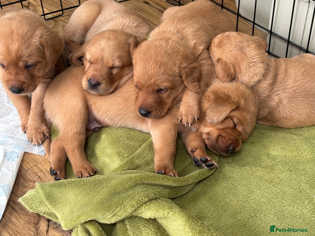 Labrador Retriever dogs for sale: Gorgeous Red Labrador Pups - Image 7