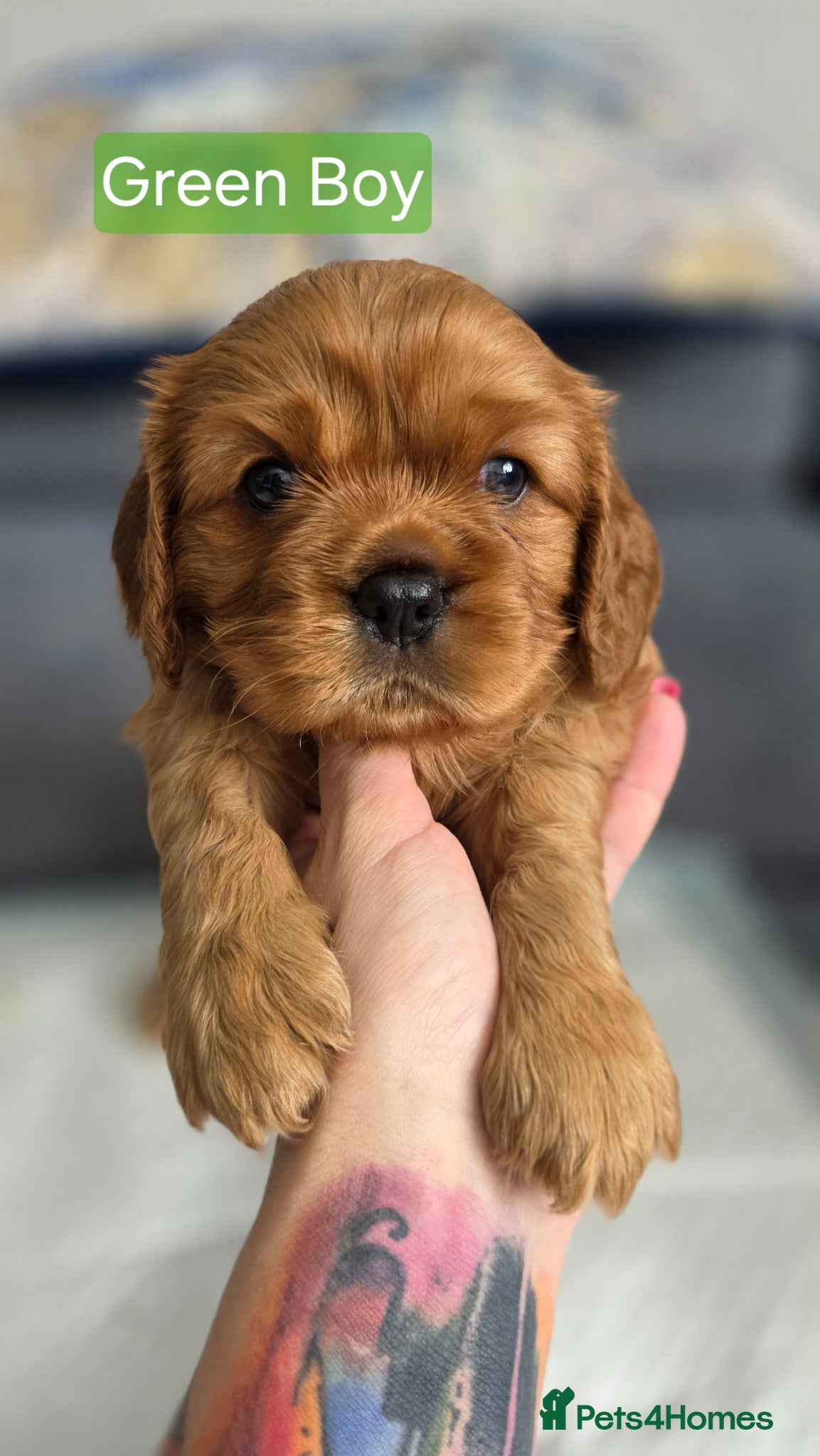 Cavalier King Charles Spaniel dogs for sale: Beautiful Cavalier King Charles Spaniel  in Nottingham - Advert 17