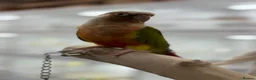 Conures birds for sale: Pineapple conure and green cheek conure  - Advert 2