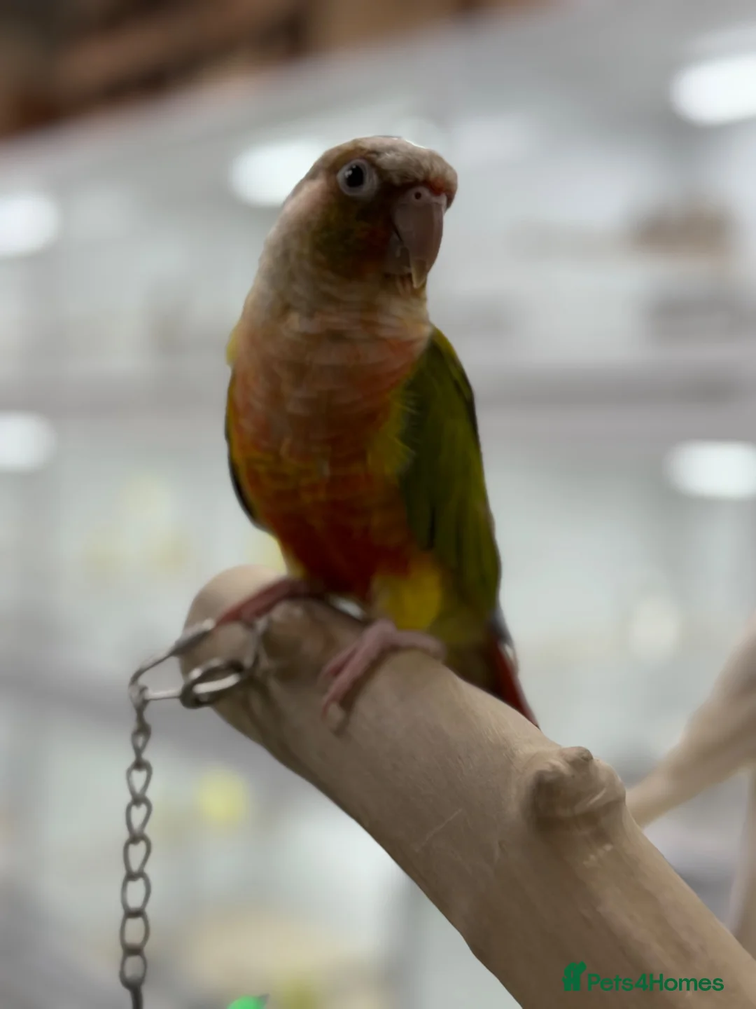 Conures birds for sale: Pineapple conure and green cheek conure  - Advert 2